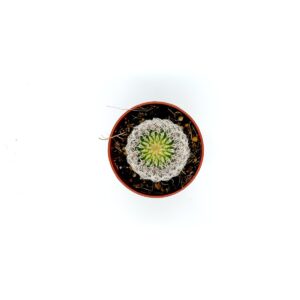 Echinocereus Pectinatus2