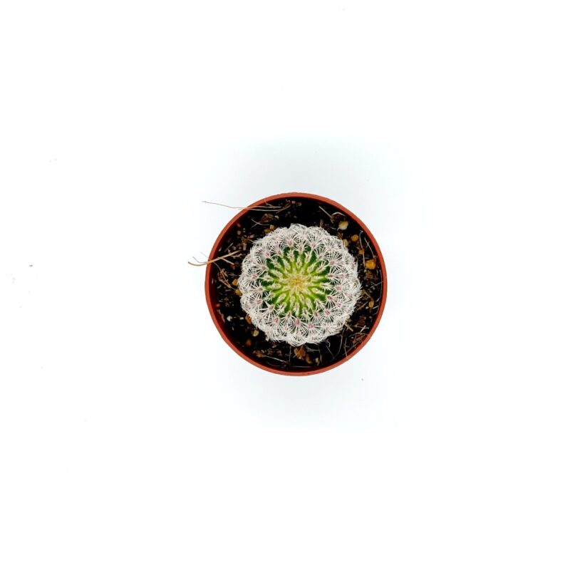 Echinocereus Pectinatus2