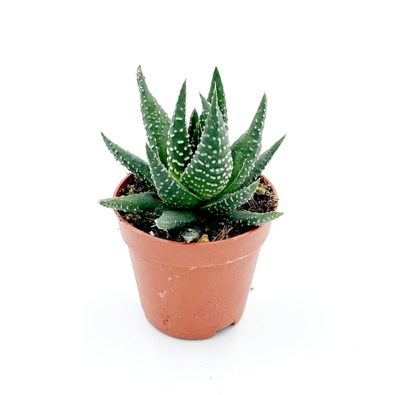 Haworthia Papillosa1