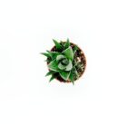 Haworthia Papillosa2