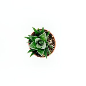 Haworthia Papillosa2