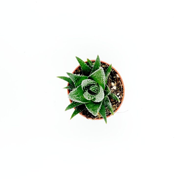 Haworthia Papillosa2