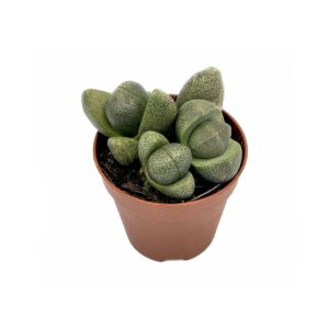 Pleiospilos Neli (1)