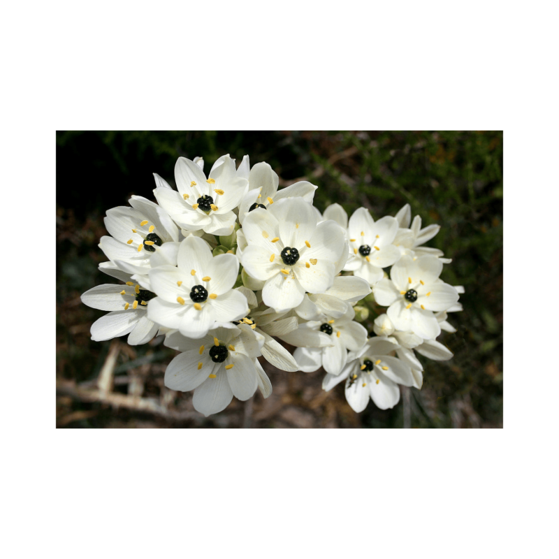 1200px Ornithogalum Arabicum Jpg1b