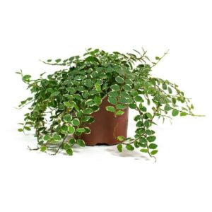 Ficus Pumila