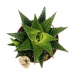 Haworthia Lamifolia 9cm