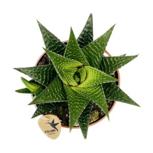 Haworthia Lamifolia 9cm