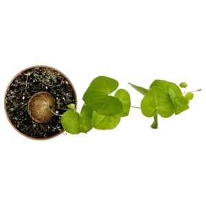 Dioscorea Elephantipes2