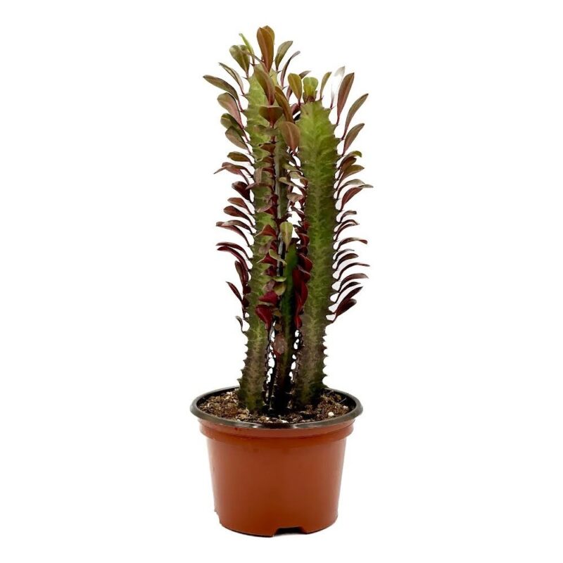 Euphorbia Trigona Rubra2