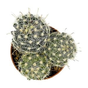 Mammilaria Boolii2