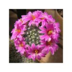 Mammillaria Boolii