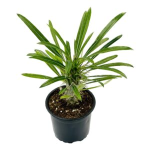 Pachypodium Lamerei2