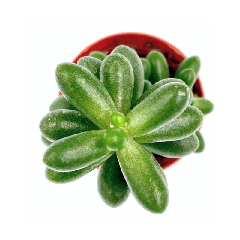 Sedum Hernandezii