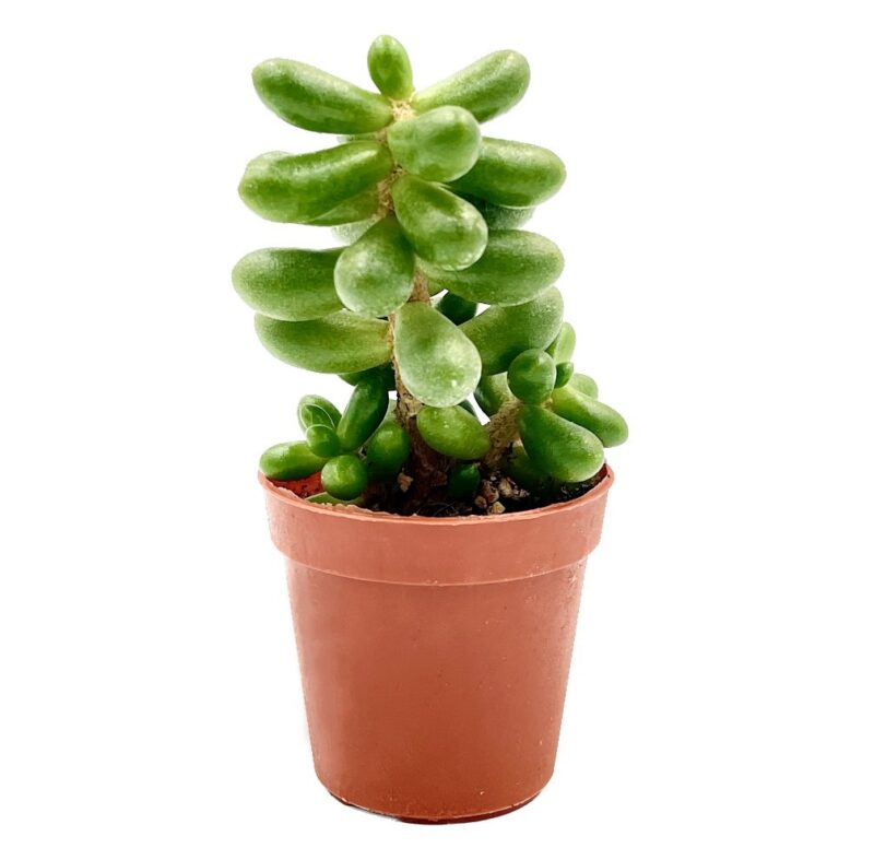 Sedum Hernandezii2