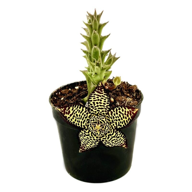 Stapelia Variegata2