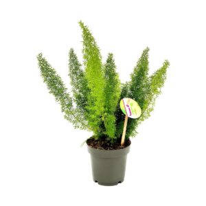 Asparagus Densiflorus