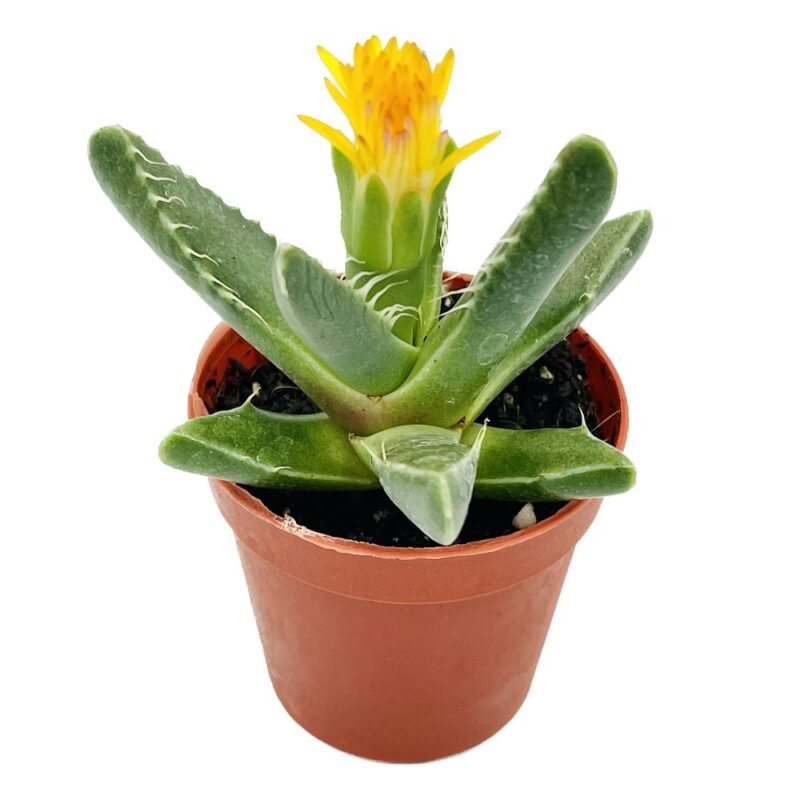 Faucaria