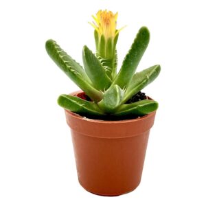 Faucaria2