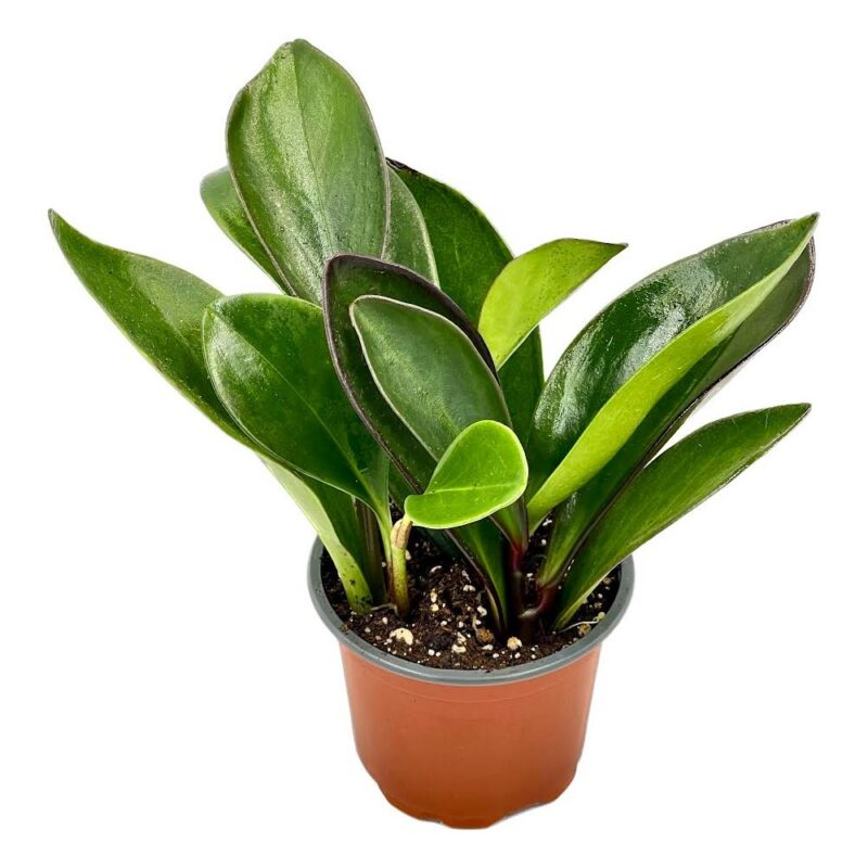 Peperomia3