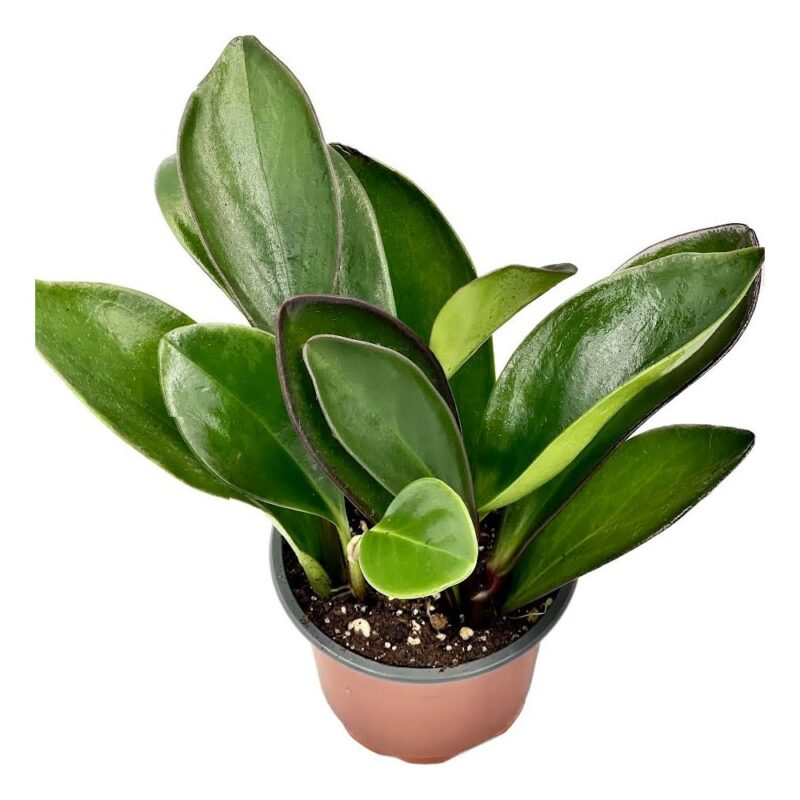 Peperomia4