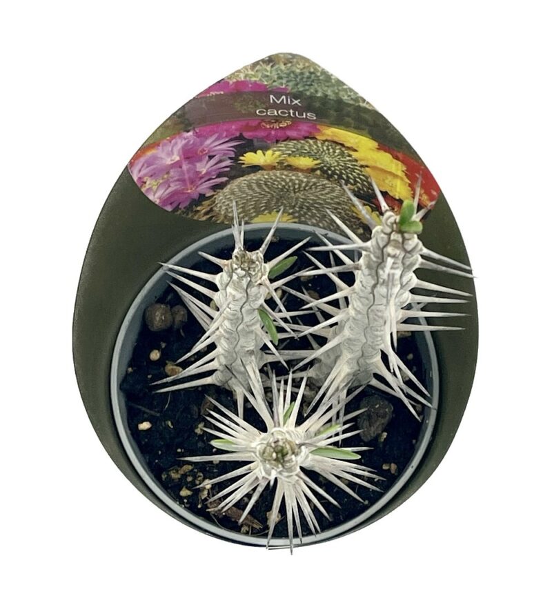 Alluaudia Procera2
