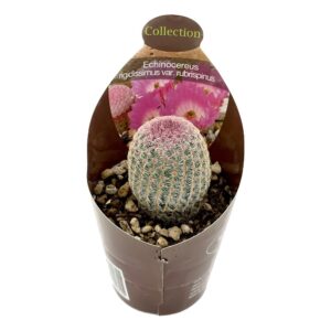 Echinocereus Rigidissimus Subs. Rubispinus2