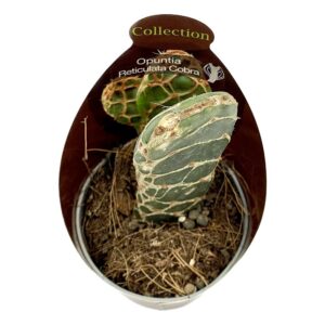 Opuntia Reticulata 'cobra'2