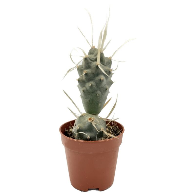 Tephrocactus Papyracanthus