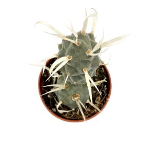 Tephrocactus Papyracanthus2