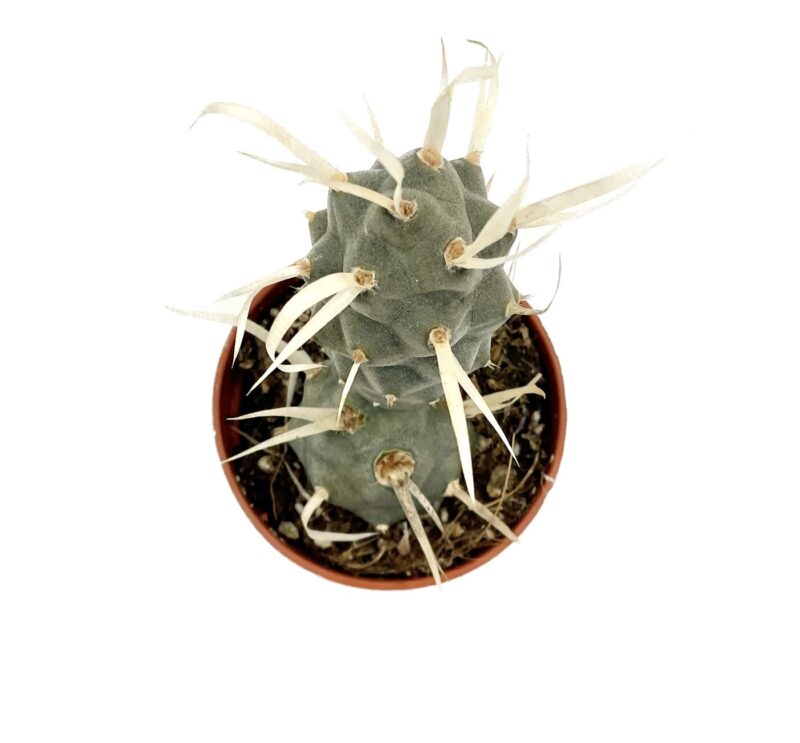 Tephrocactus Papyracanthus2