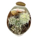 Tephrocactus Alexander2