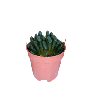 Truncata2