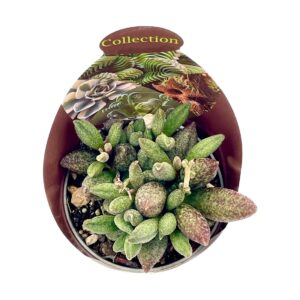 Adromischus Antidorcatum2