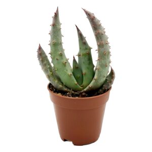 Aloe Peglerae