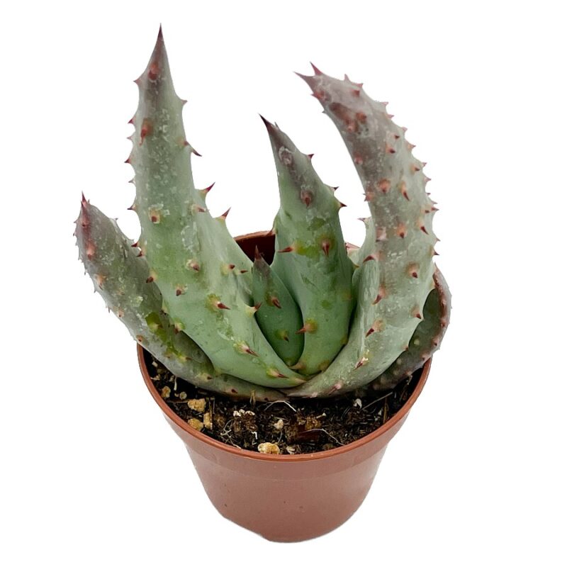 Aloe Peglerae2