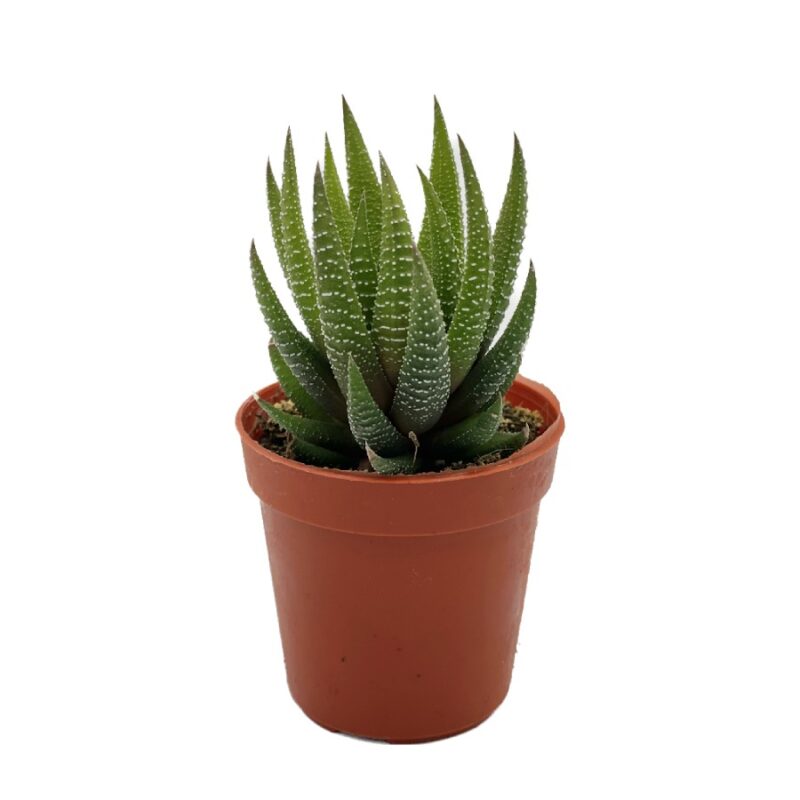 Haworthia Radula