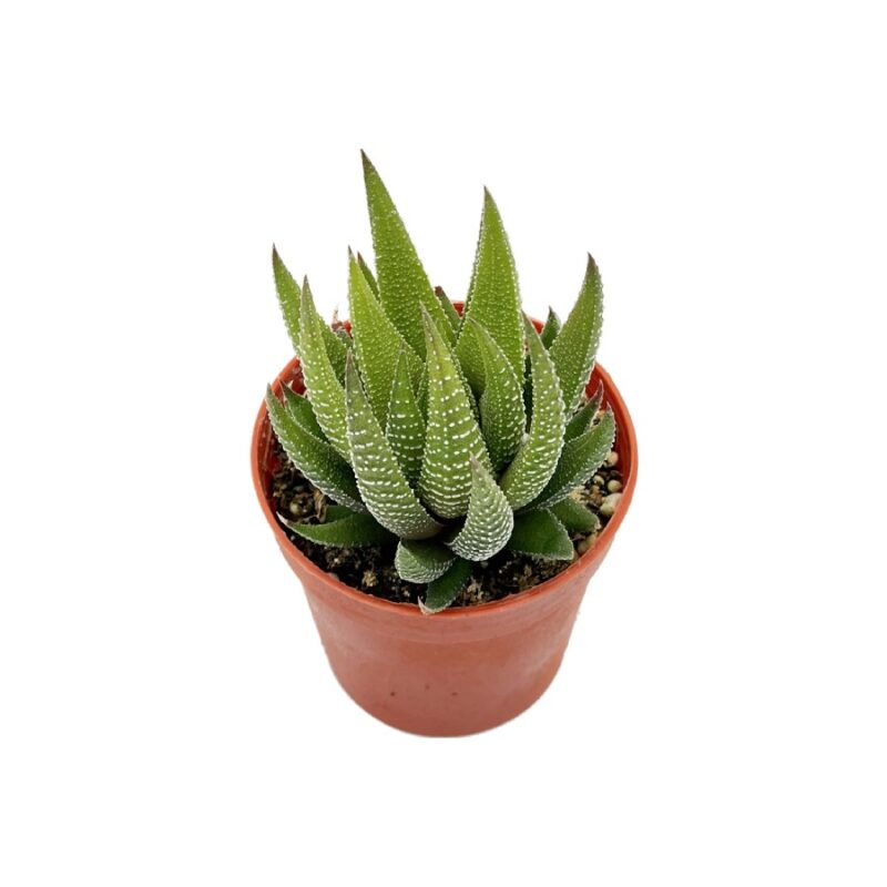 Haworthia Radula2