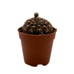 Gymnocalycium