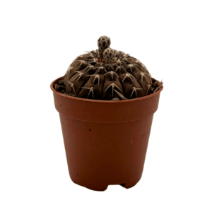 Gymnocalycium