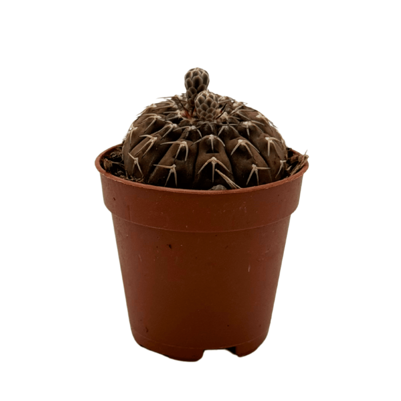 Gymnocalycium