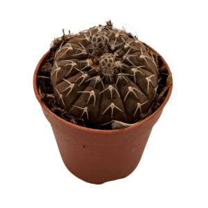 Gymnocalycium2