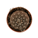 Gymnocalycium3