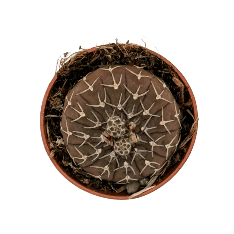 Gymnocalycium3
