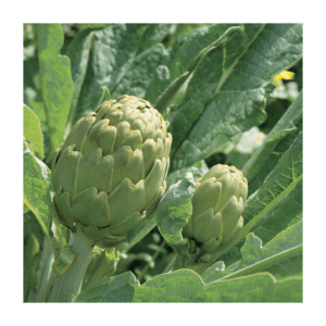 Artichoke Imperial Star