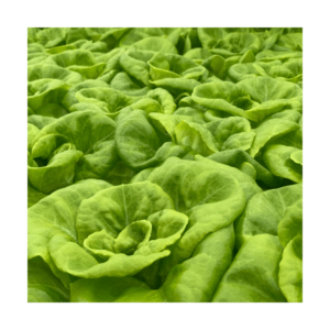 Butterhead Lettuce 3 (1)