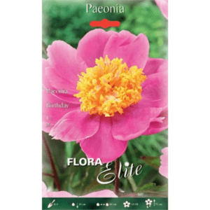 Paeonia