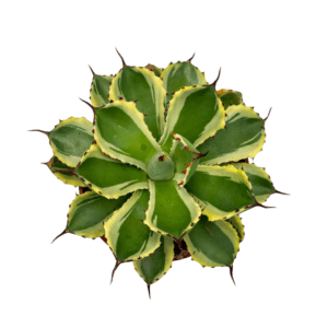 16