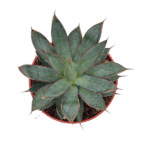 Agave Hybrida2
