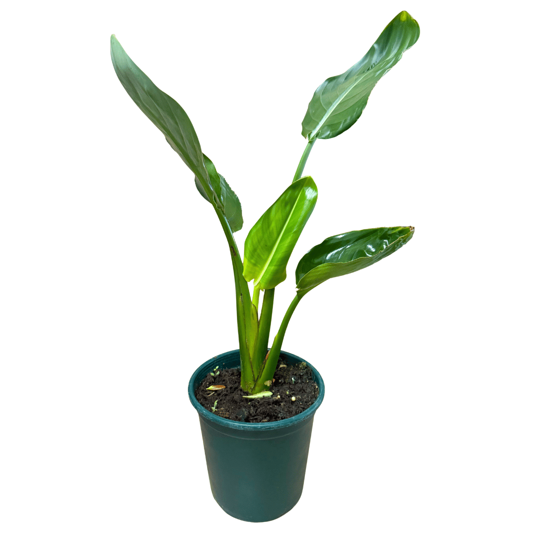 στρελιτσια στρελιτσια