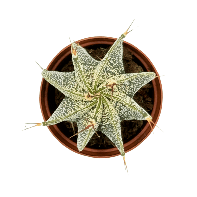 16